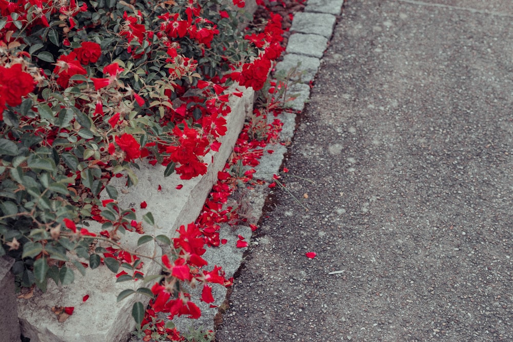 red petaled flower