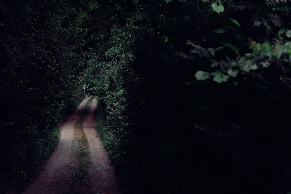 a dirt road in the middle of a forest