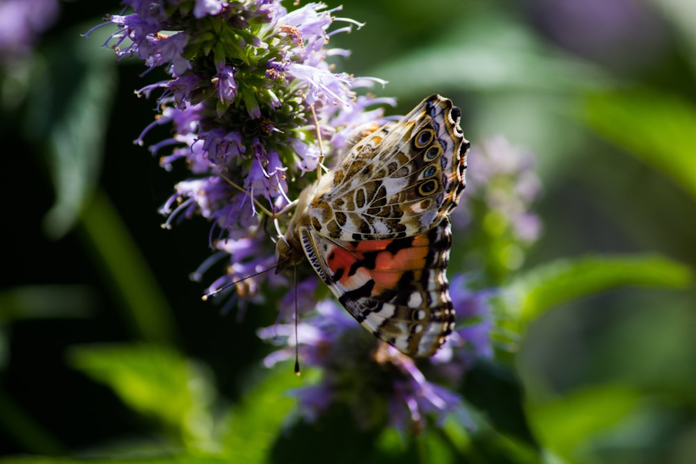 brown and orange butterfly on purple flower