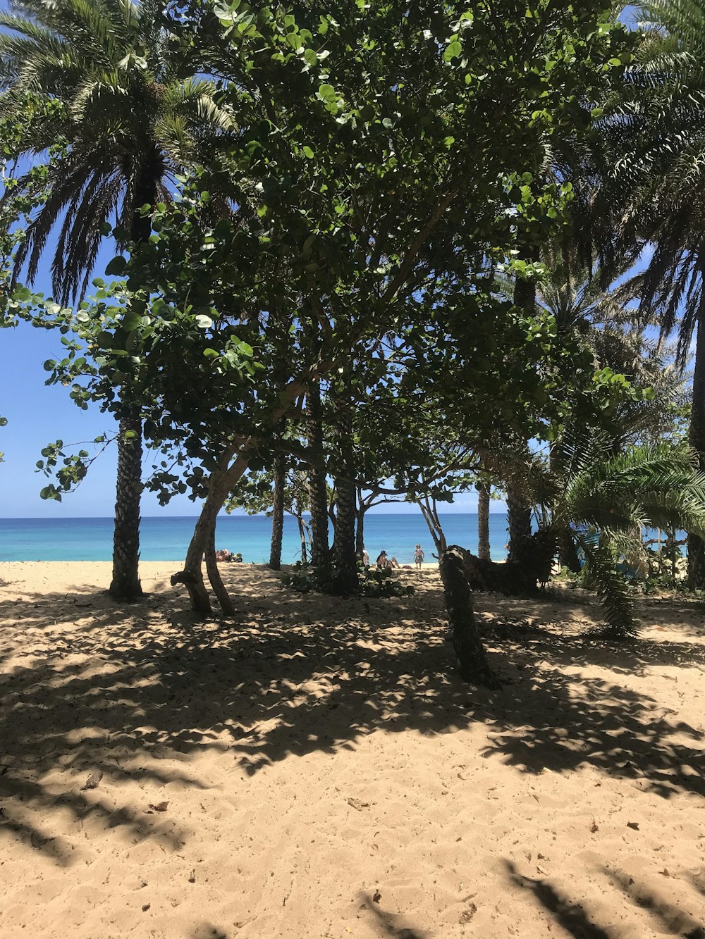 green tree near ocean