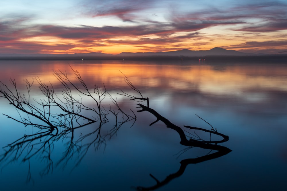 drift wood in body water