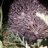 Nighttime shot of a hedgehog safely nestled inside a solar hedgehog shelter with camera view.