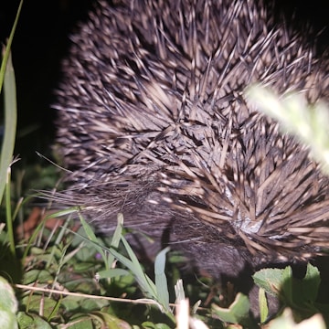 Nighttime shot of a hedgehog safely nestled inside a solar hedgehog shelter with camera view.