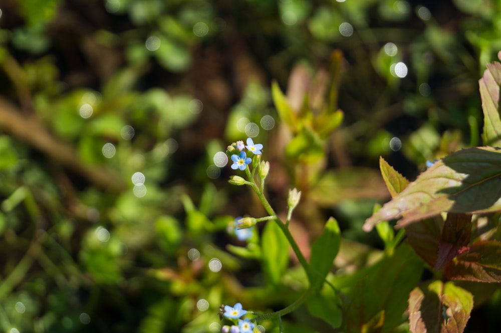 blue petaled flower