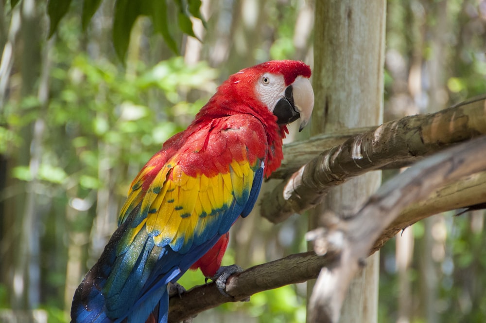 scarlet macaw on branch