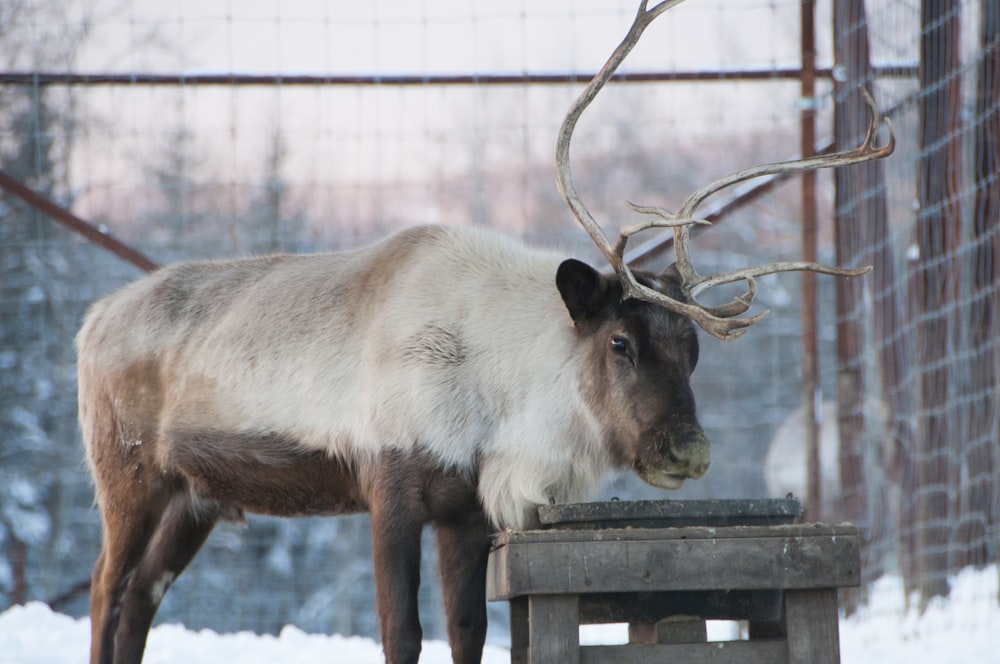 brown and white deer