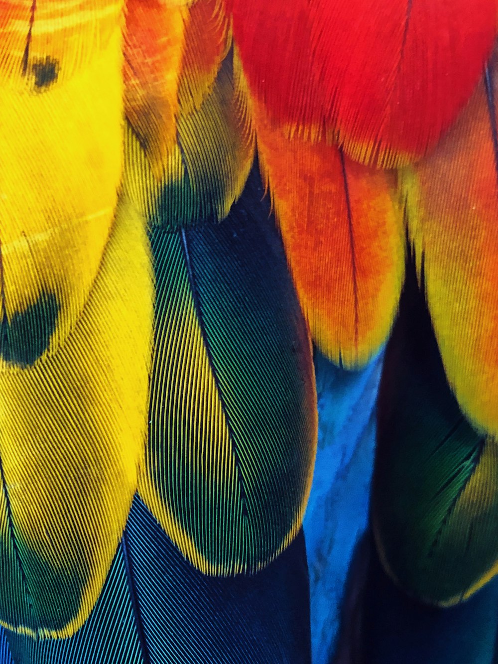 a close up of a colorful bird's feathers