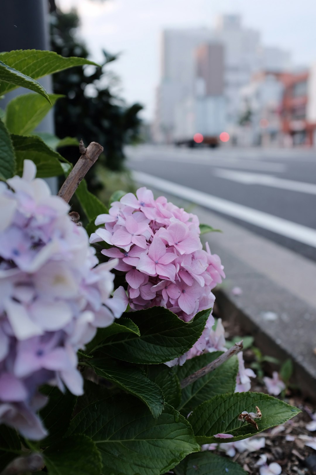 pink and blue hydrangea flowers near road