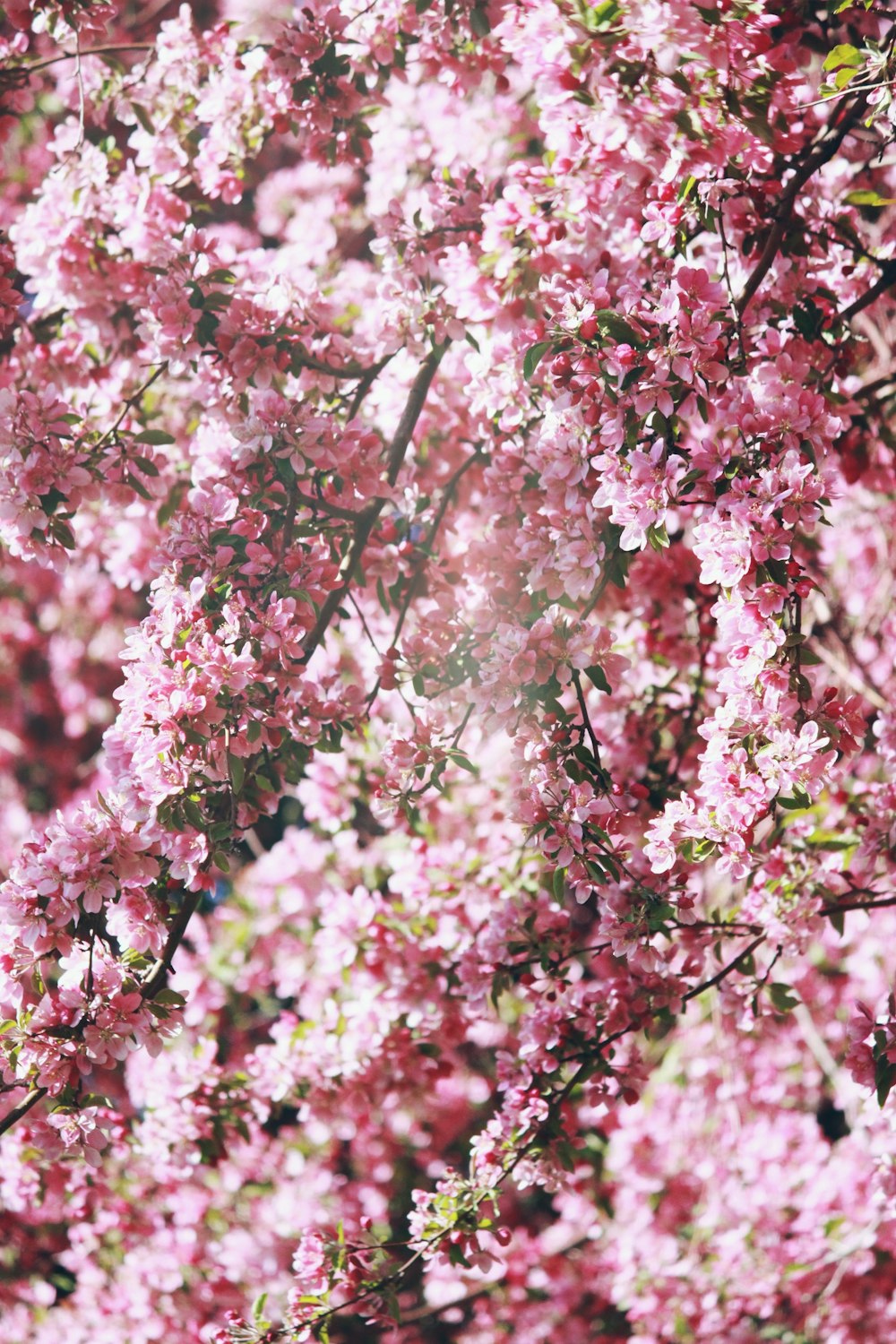 pink and white petaled flowers close-up photography