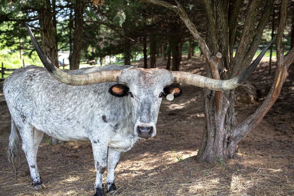 white yak