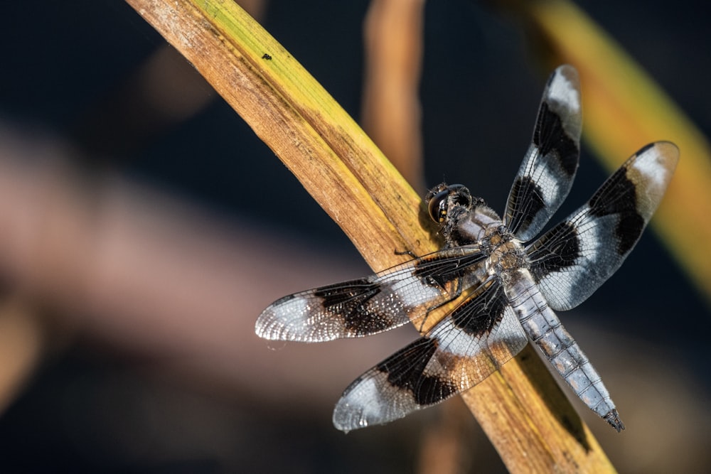 Fotografía de primer plano de libélula blanca y negra