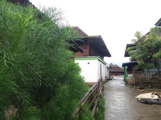 A rural setting featuring a narrow, concrete path lined with a wooden fence. Green, bushy plants grow along the fence on the left side. In the background, there are several rustic buildings with wooden and metal roofs. The overall scene suggests a quiet and serene environment.