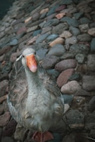 A goose with gray feathers and an orange beak stands on a path made of multicolored cobblestones. The bird is looking directly at the camera, and the tightly packed stones create a textured background.