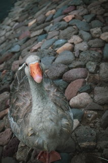 A goose with gray feathers and an orange beak stands on a path made of multicolored cobblestones. The bird is looking directly at the camera, and the tightly packed stones create a textured background.