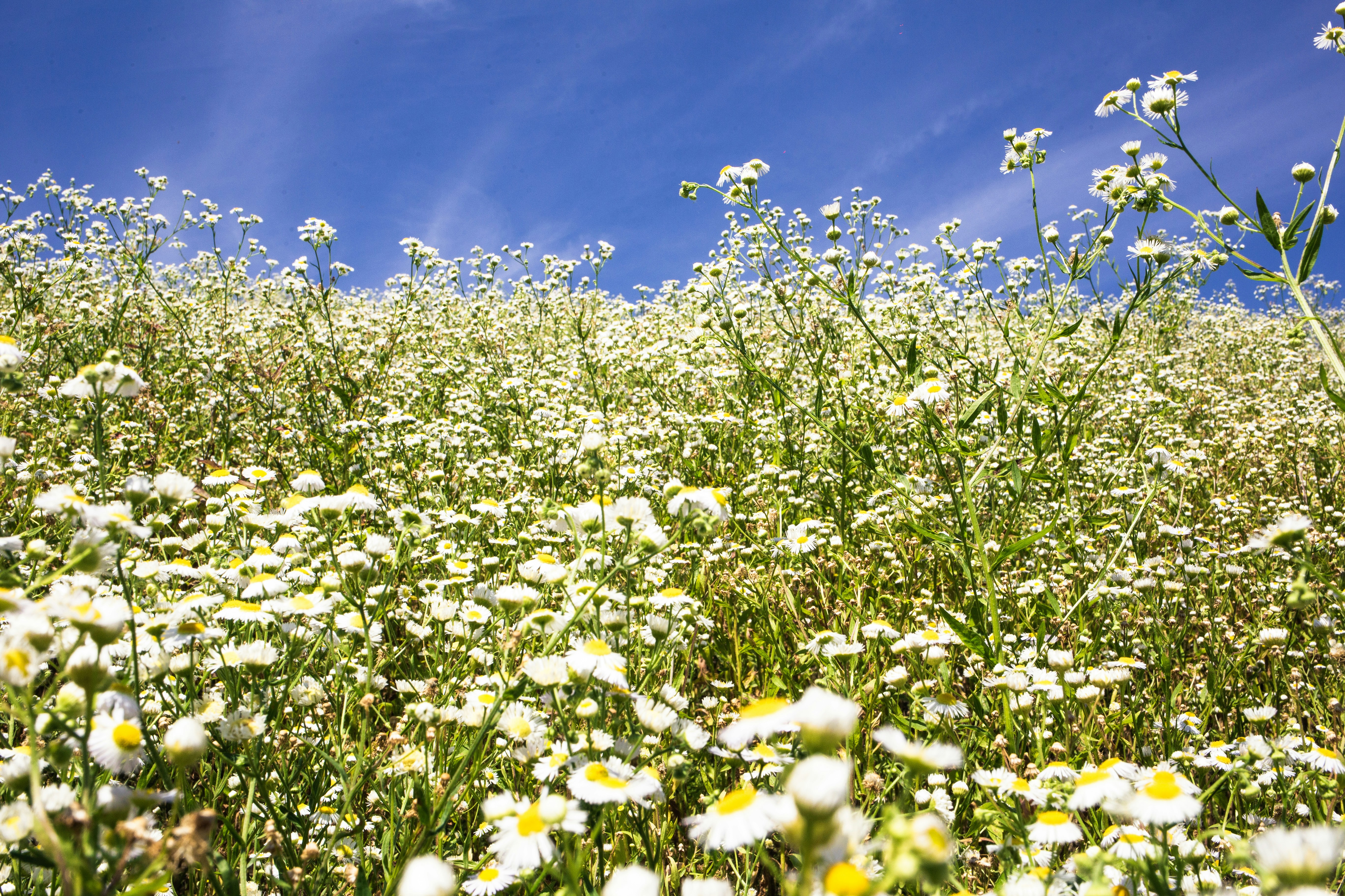 bed of white petaled flowers