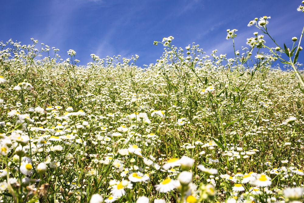 bed of white petaled flowers