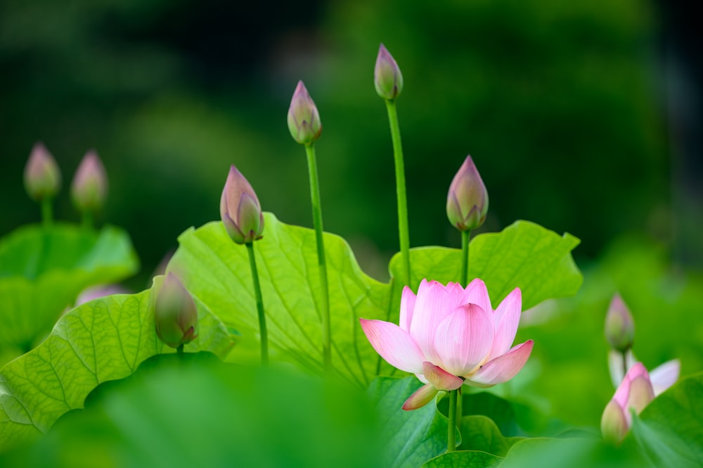 pink petaled flower close-up photography