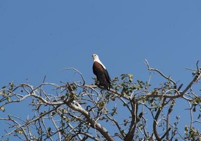 Botswana Safari Chobe Nationalpark Seeadler auf Baum