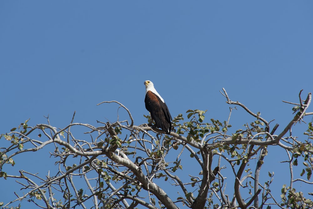 black and white eagle on tree