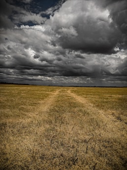 brown field during daytime