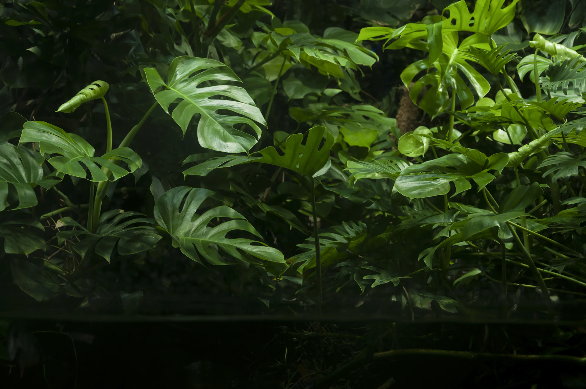 Swiss cheese plants