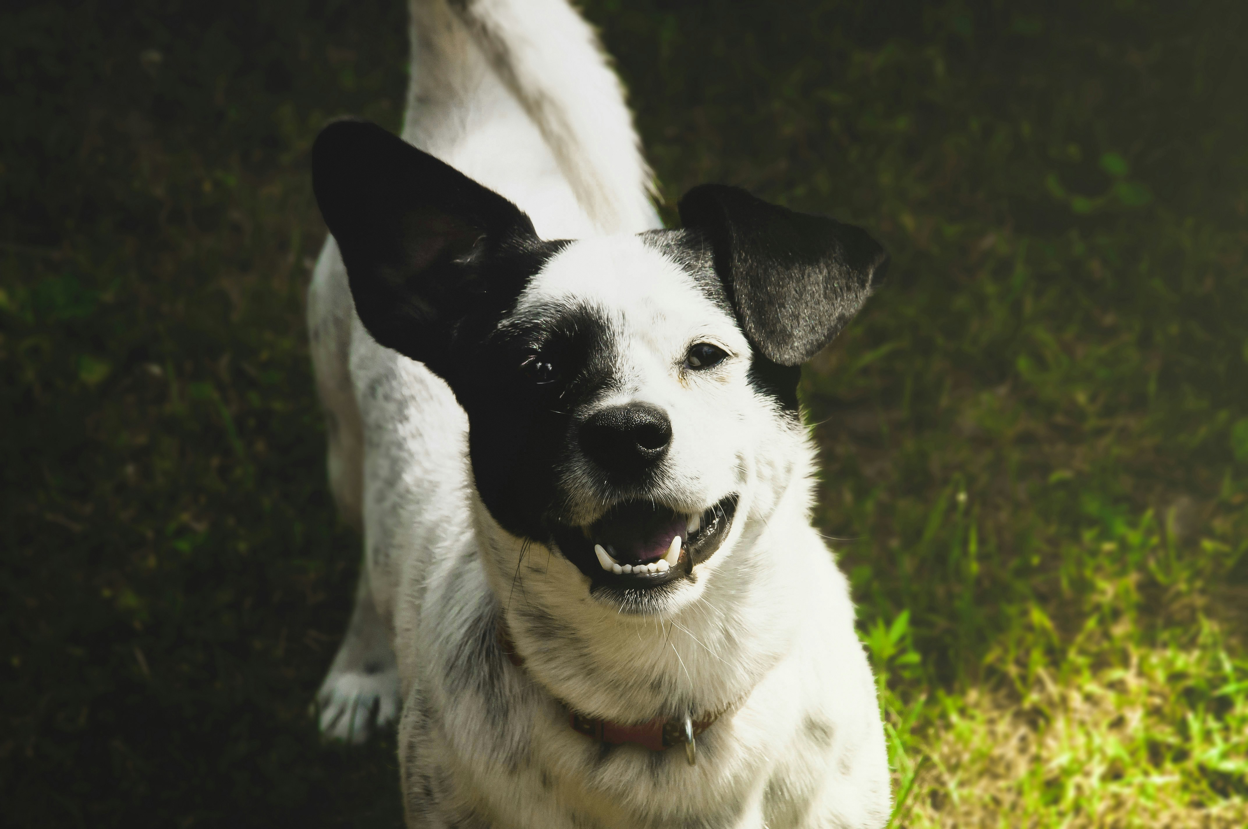 Screenshot of AIVetAssist.com