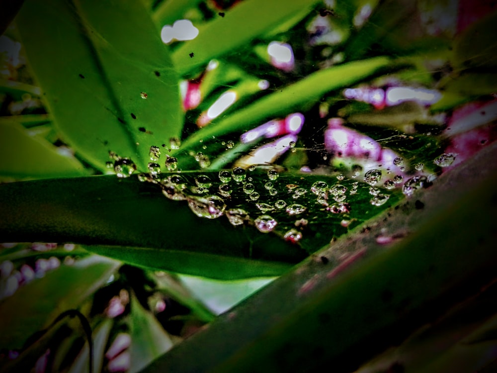 spider web on green leaves with moist