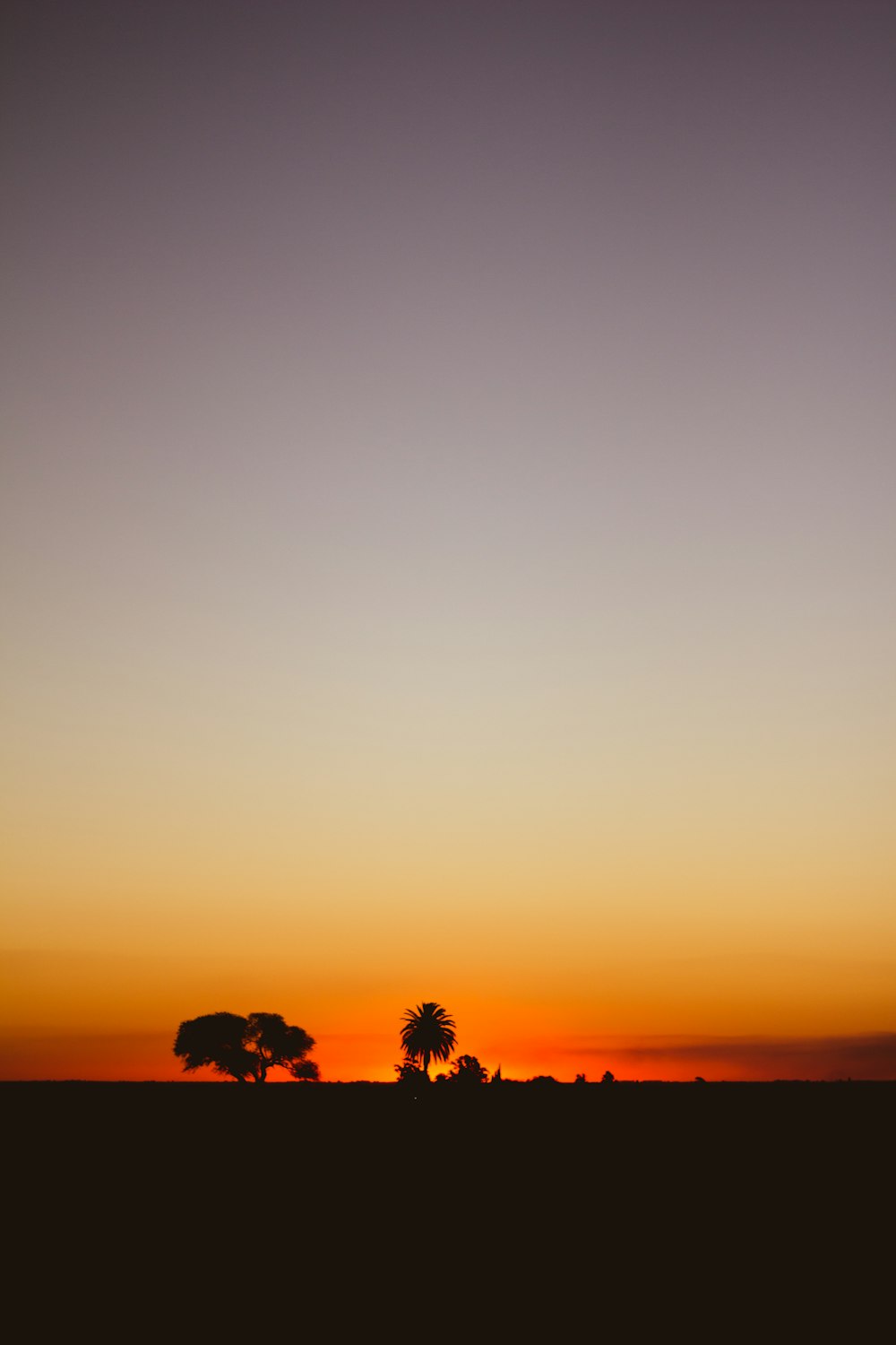 silhouette of trees during golden hour