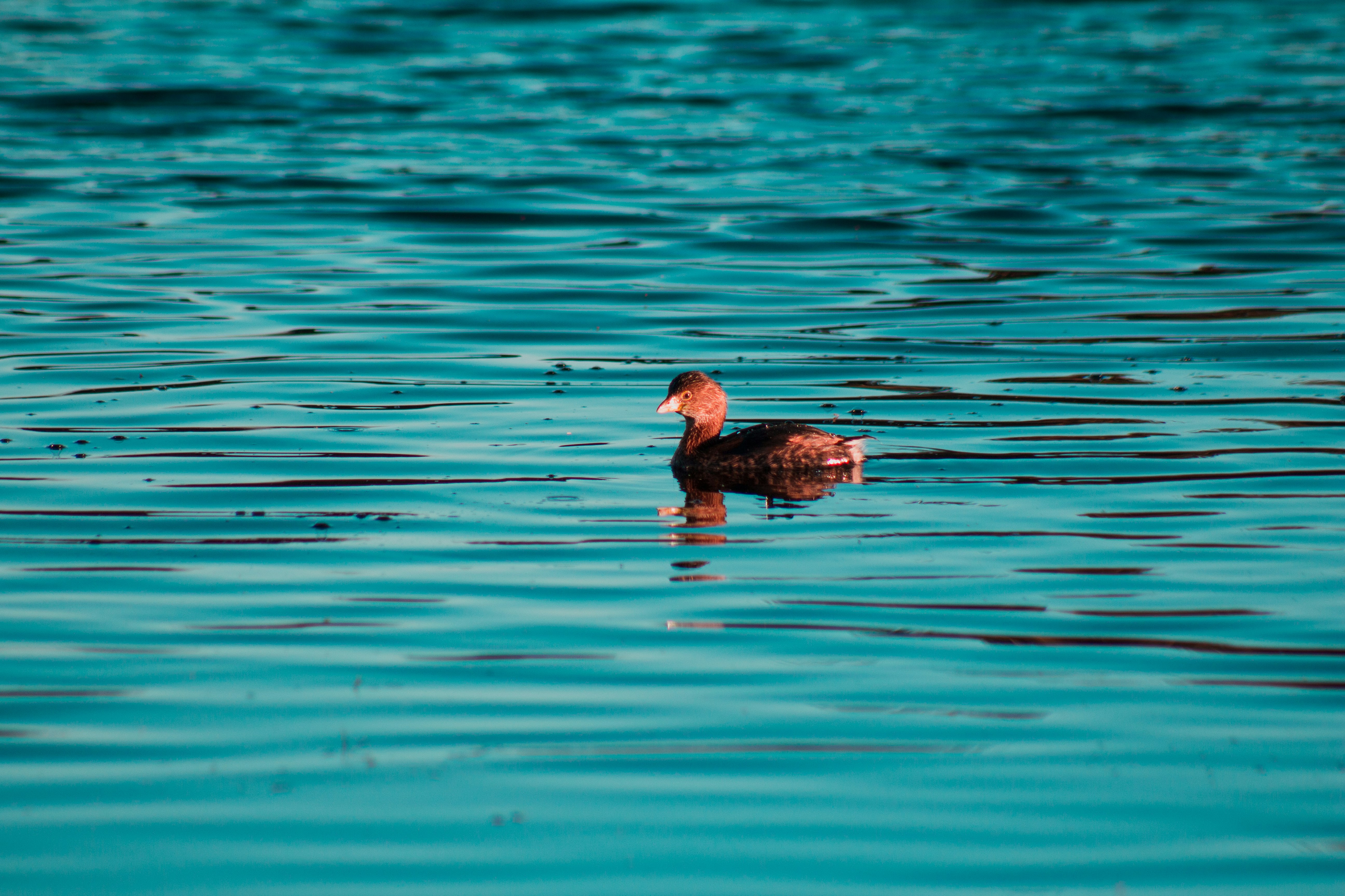 bird in water during daytime