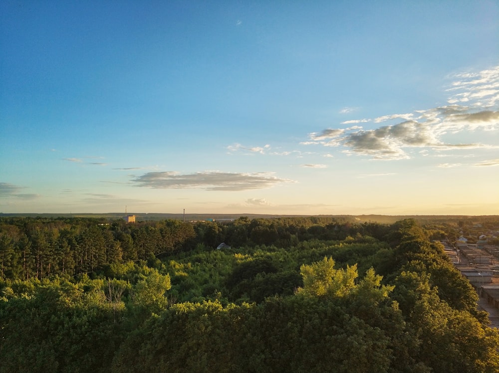 green trees