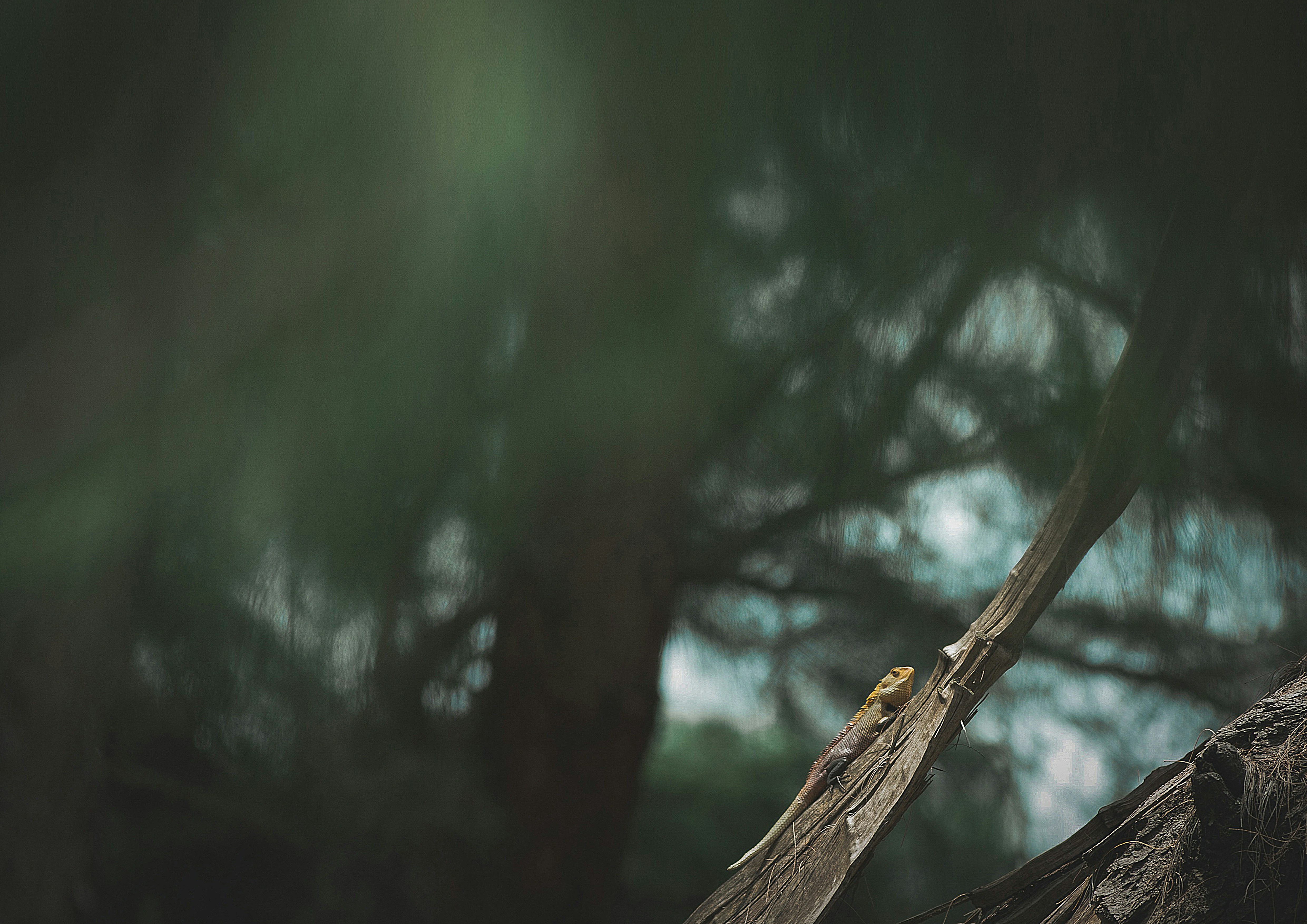 Photo by rimshad_rimshu_