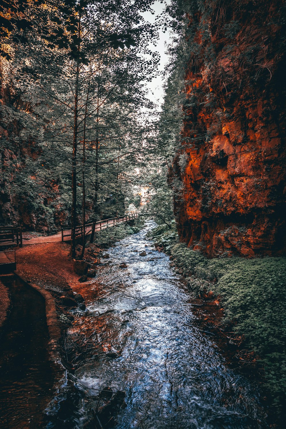 trees near creek