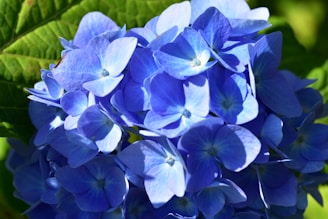 A vibrant close-up of blue and pink hydrangea blooms freshly picked in Colombia.