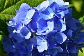 Close-up of vibrant blue hydrangea blossoms in a lush garden