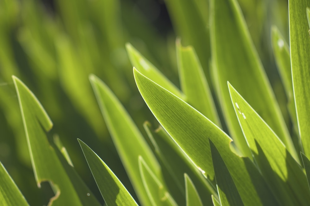 green leafed plant