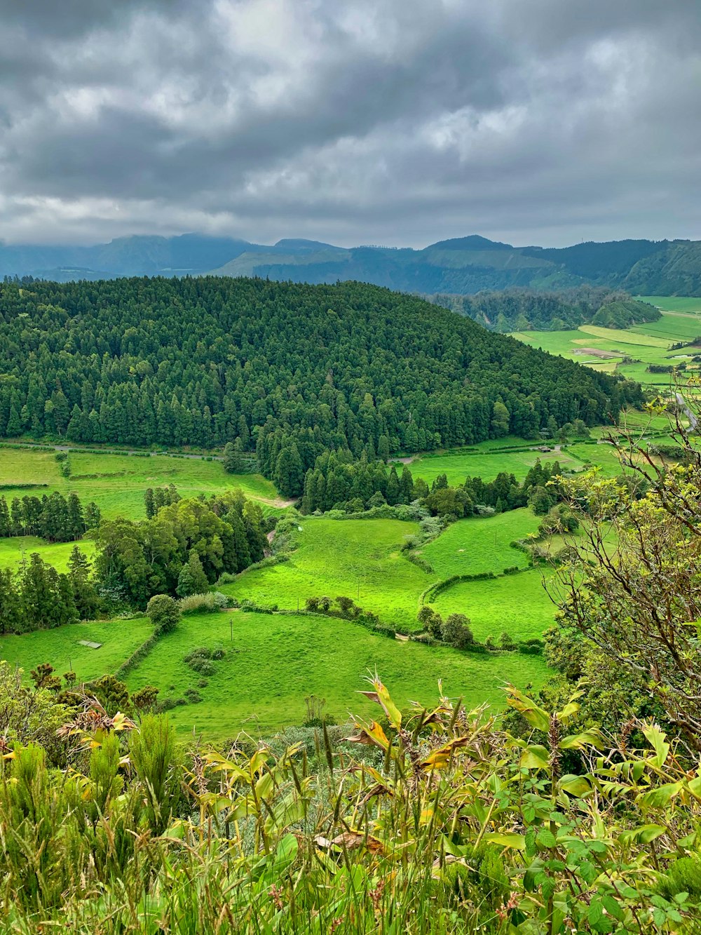 field of green trees