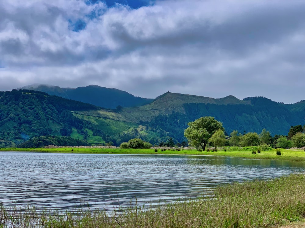 grass near body of water