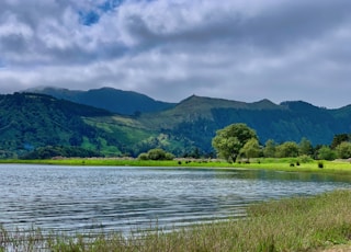 grass near body of water