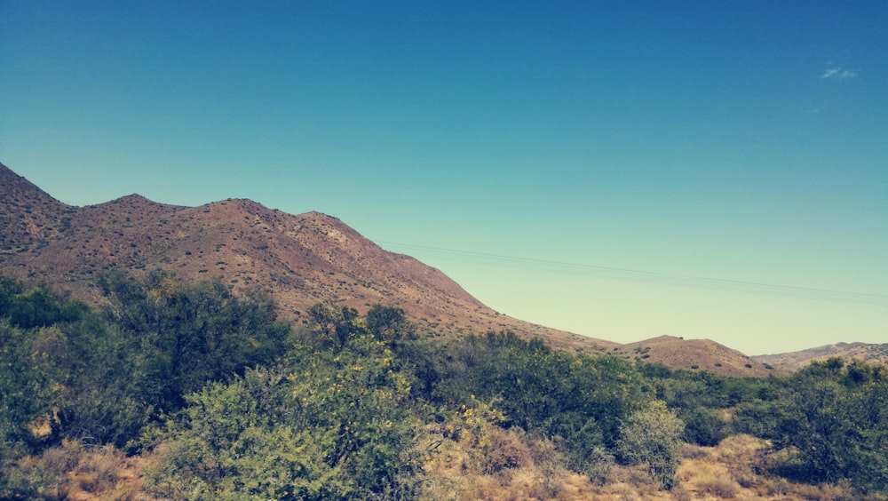 green trees under blue sky