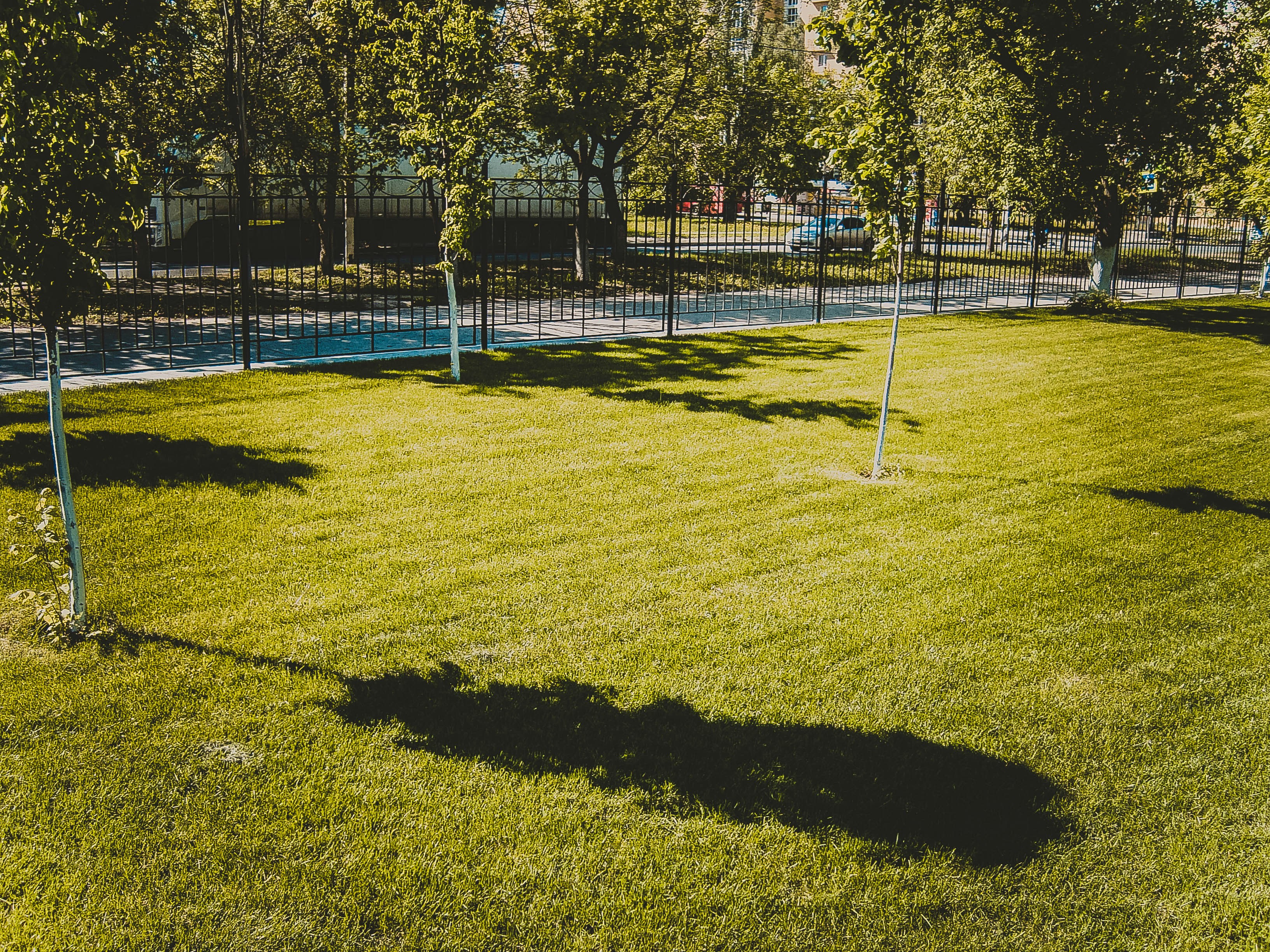 The Essential Guide to Creating and Maintaining a Lush Lawn