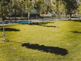 A well-maintained grassy lawn with a few young trees casting long shadows. In the background, there is a black iron fence separating the lawn from a paved sidewalk and street. There are parked cars and more trees beyond the fence.