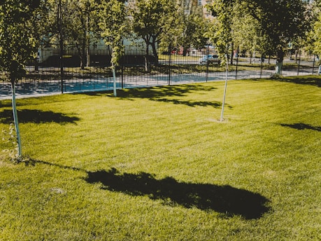 A well-maintained grassy lawn with a few young trees casting long shadows. In the background, there is a black iron fence separating the lawn from a paved sidewalk and street. There are parked cars and more trees beyond the fence.