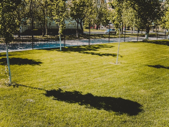 A well-maintained grassy lawn with a few young trees casting long shadows. In the background, there is a black iron fence separating the lawn from a paved sidewalk and street. There are parked cars and more trees beyond the fence.