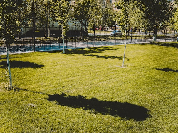A well-maintained grassy lawn with a few young trees casting long shadows. In the background, there is a black iron fence separating the lawn from a paved sidewalk and street. There are parked cars and more trees beyond the fence.