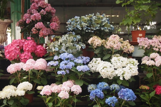A vibrant display of various hydrangea flowers in full bloom, arranged on shelves. The blossoms range in color from deep pink and soft blue to pale white and subtle lilac, with lush green leaves enhancing the colors. Several of the hydrangea plants are in terracotta pots, adding a rustic element to the scene. The overall backdrop is a dark, reflective surface, creating depth and contrast.