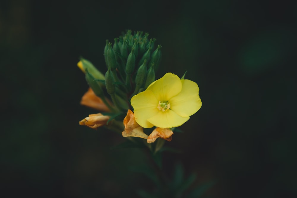 Gelbblättrige Blume Pflanze Nahaufnahme Fotografie