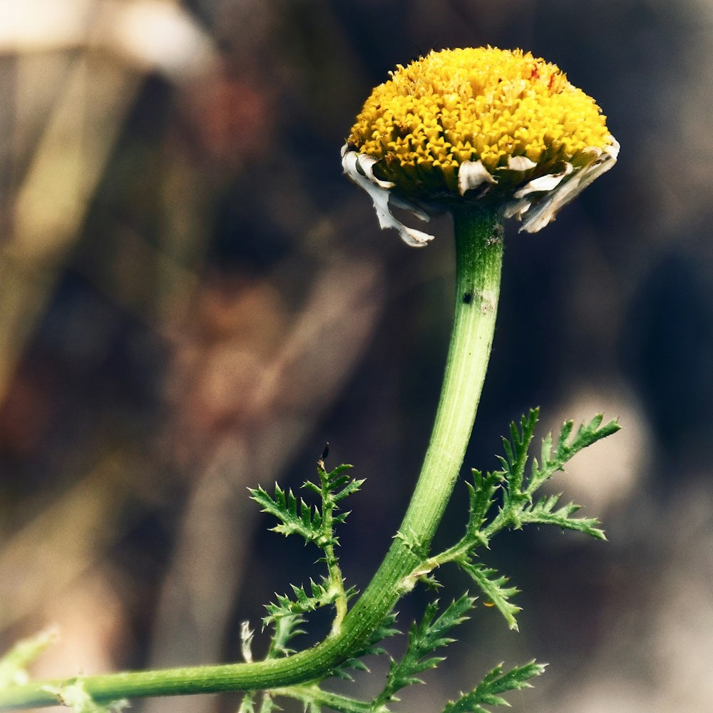 selective focus photo of yellow flower