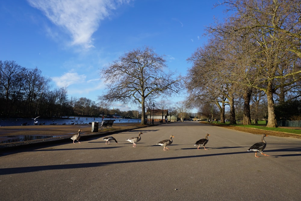 six ducks in a road near trees during daytime