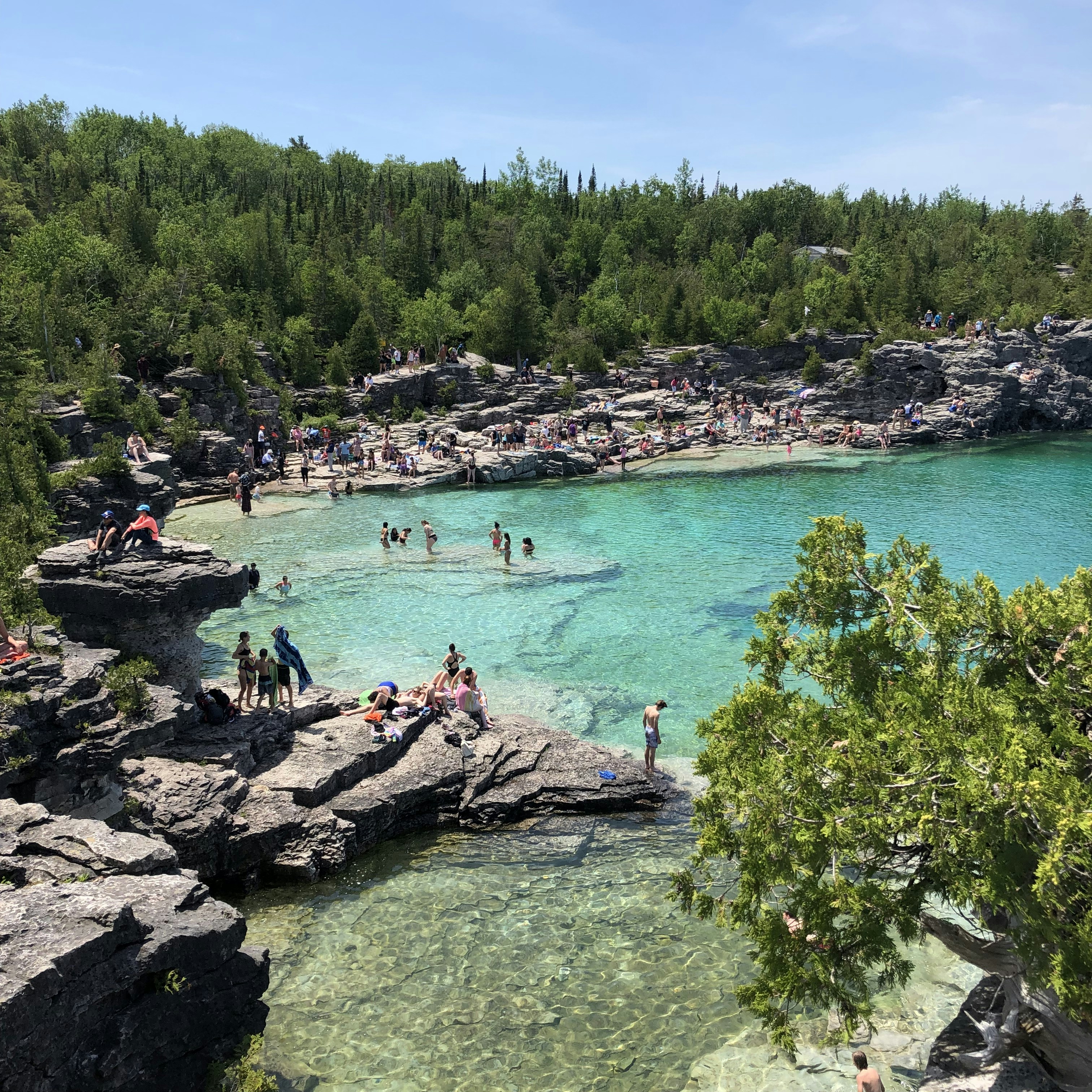 body of water near trees