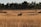 black animal on brown grass field at daytime